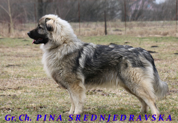 Karst-Schäferhundewelpen zu verkaufe