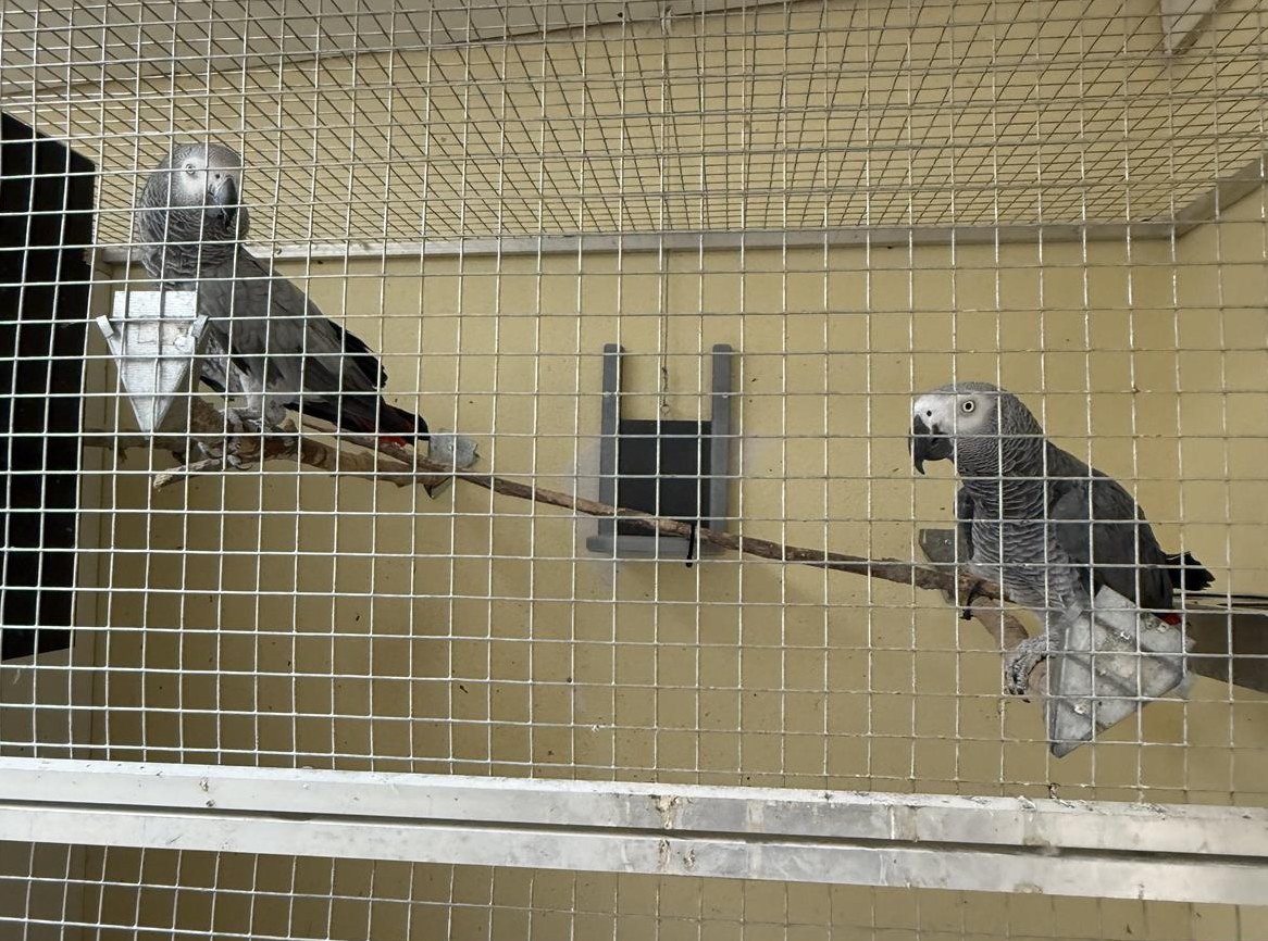 1.1 Graupapageien Paar, handzahm zu verkaufen