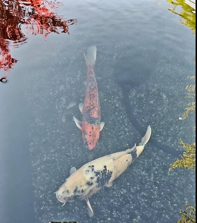 Koifische günstig abzugeben