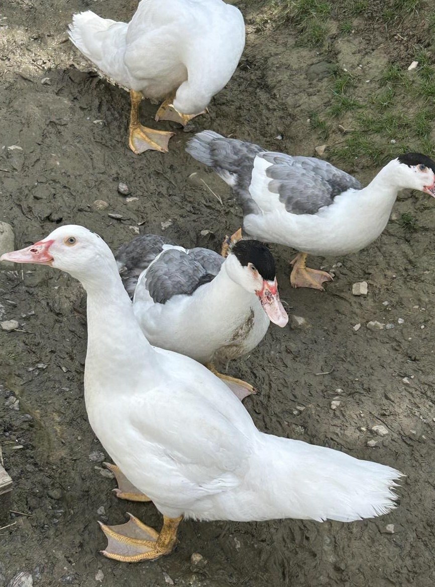 Jung Enten von Stummenten Warzenenten zu verkaufen