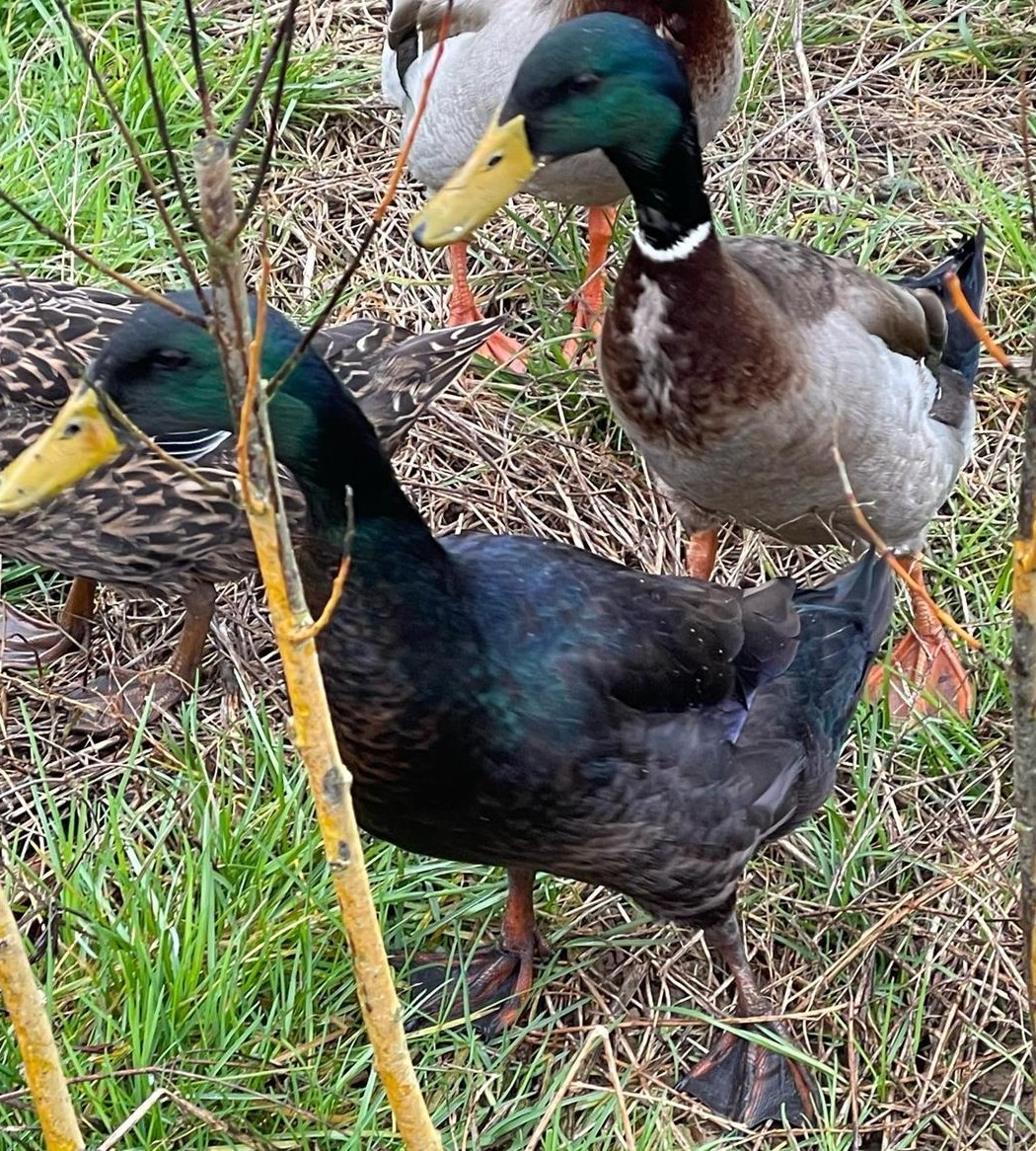 Laufenten (Schneckenpolizei) Erpel abzugeben