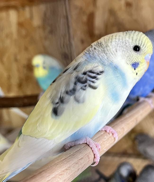 Wellensittich gratis abzugeben