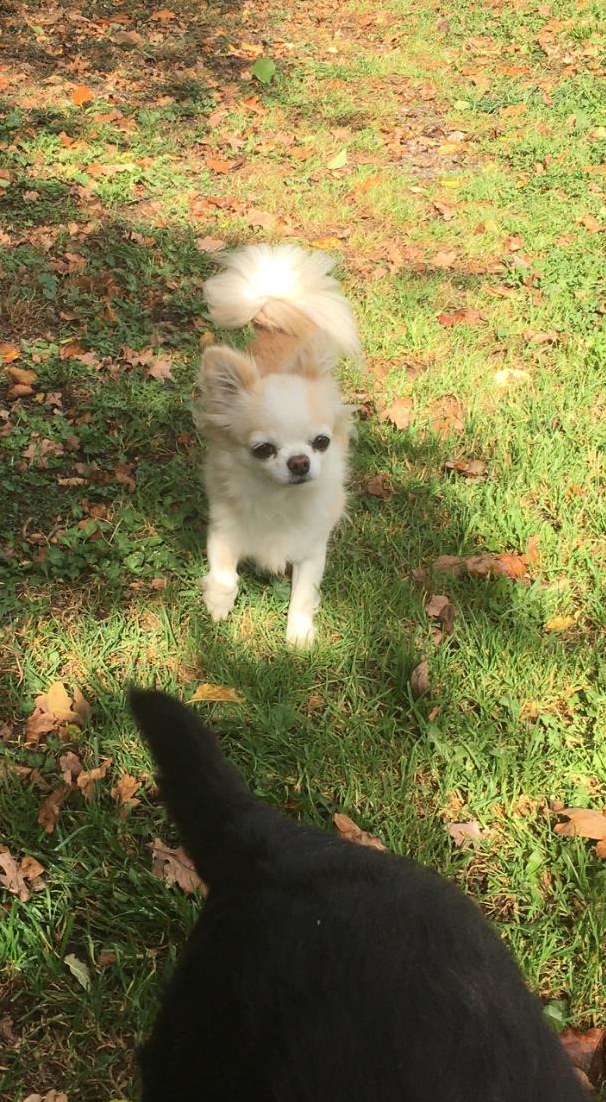 Traumjob für TierliebhaberInnen