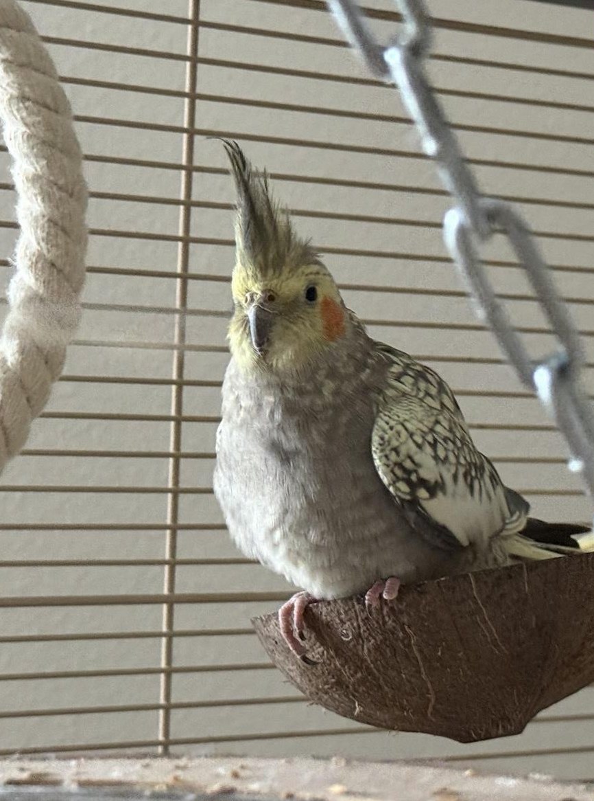 Handzahme Nymphensittiche zu verkaufen