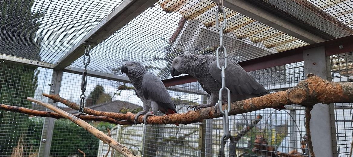 Junge Kongo Graupapageien zu verkaufen