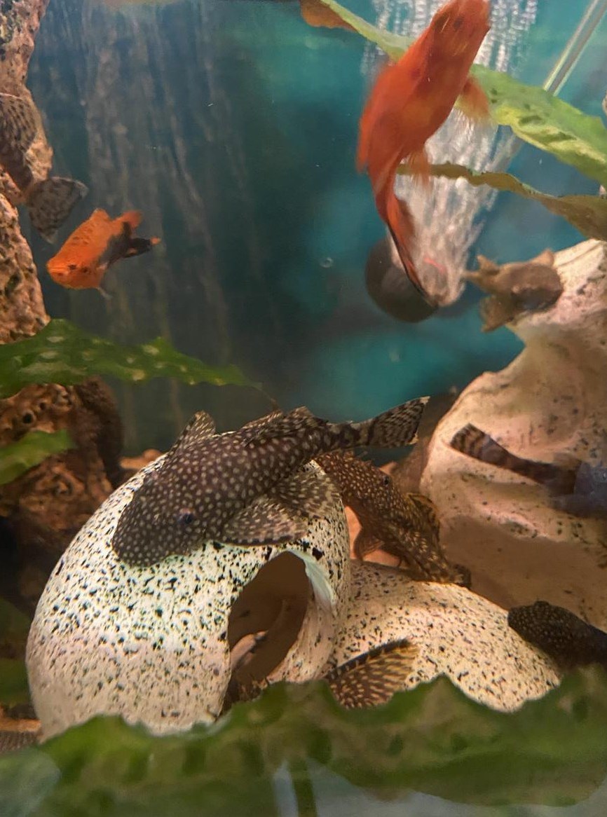 Fische: Schwertträger & Antennenwelse GRATIS abzugeben