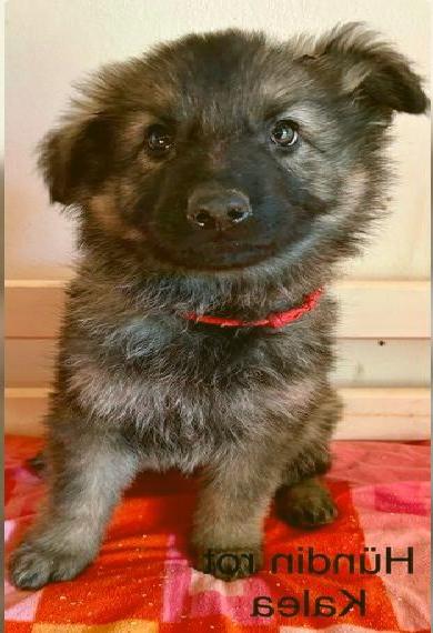 Silbergraue altdt. Schäferhundwelpen