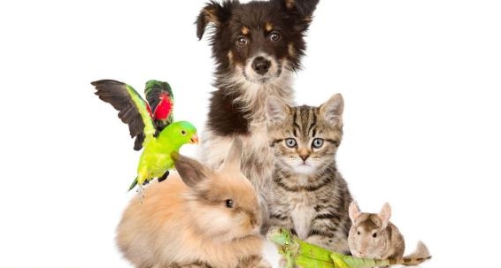 Katzen- & Kleintier-Ferienbetreuung Region Niederhasli / Dielsdorf