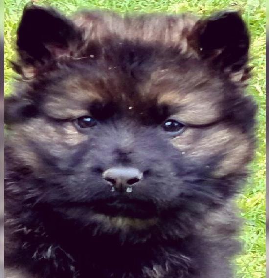 Altdeutsche Schäferhundwelpen aus alten DDR LINIEN