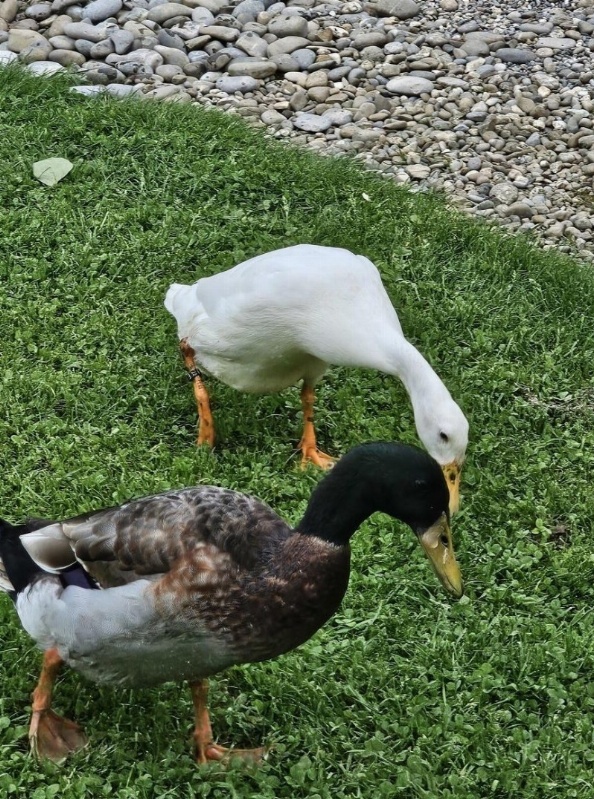 Laufenten Pärchen sucht neues zuhause