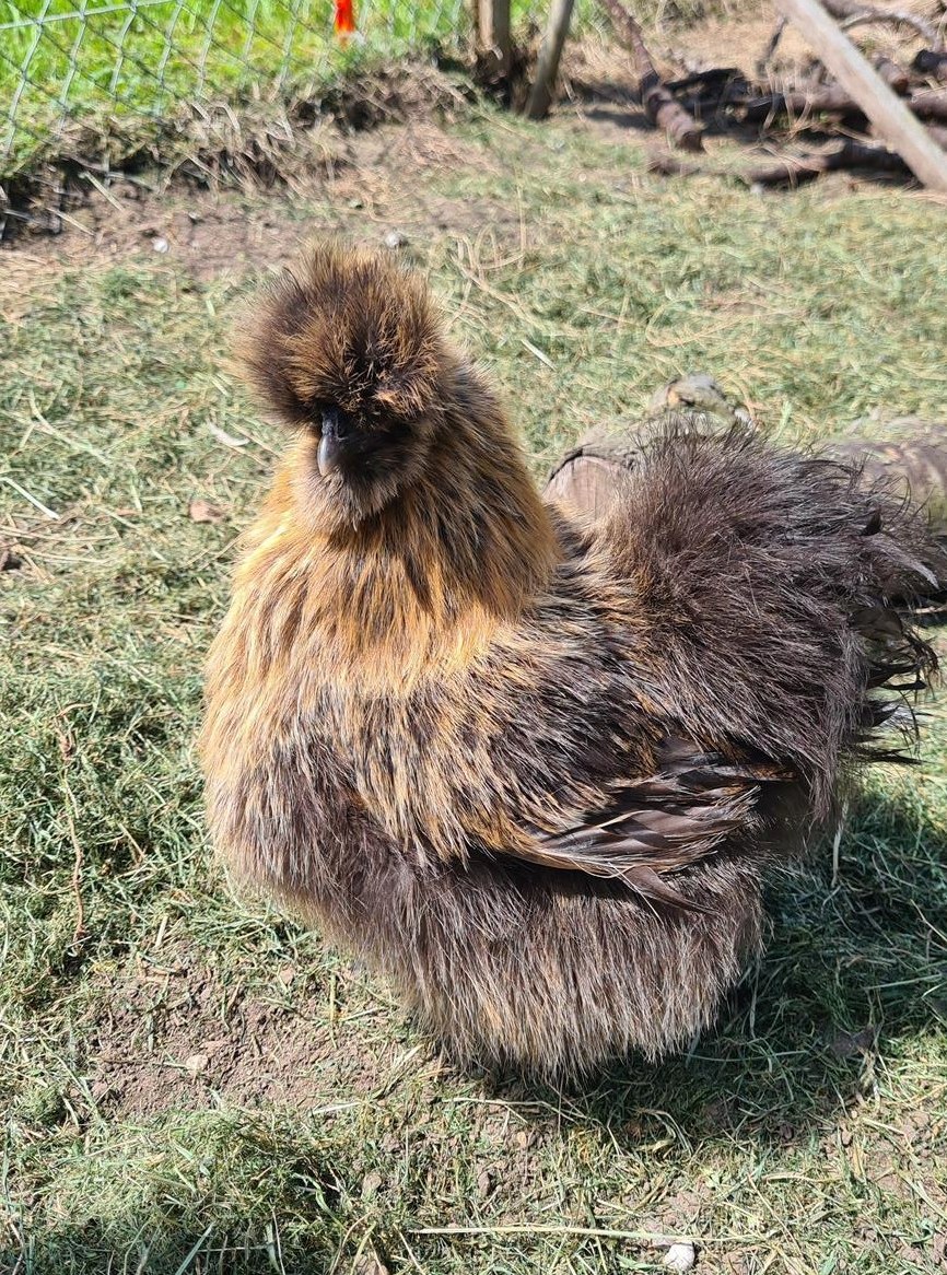 Seidenhühner, Buntleger-Mixe zu verkaufen