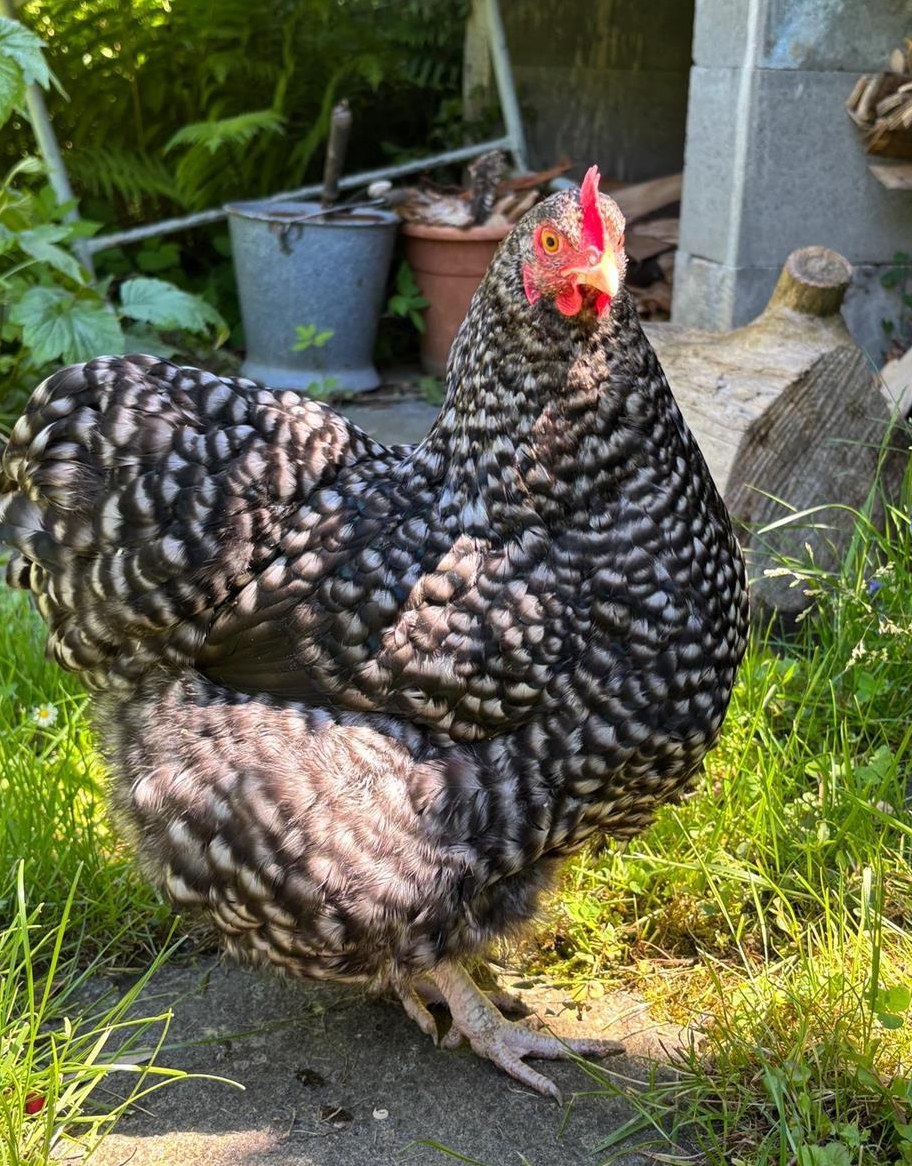 Zwerg-Orpington, 2 Hennen aus Naturbrut