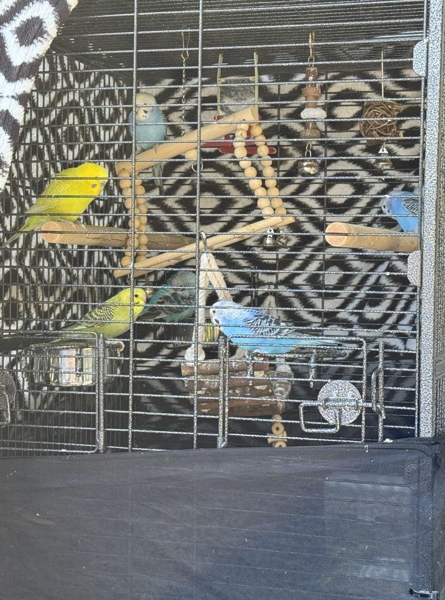 Wellensittiche 3 Monate jung zu verkaufen