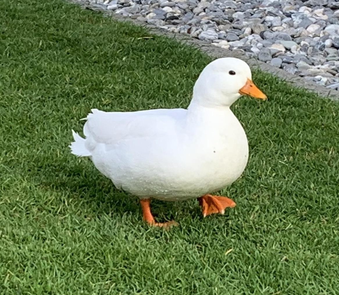 Zwergenten Erpel, ca. 5-jährig, sucht neuen Lebensplatz
