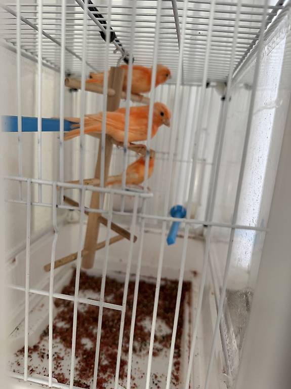 Kanarienvögel abzugeben – liebevoll aufgezogen