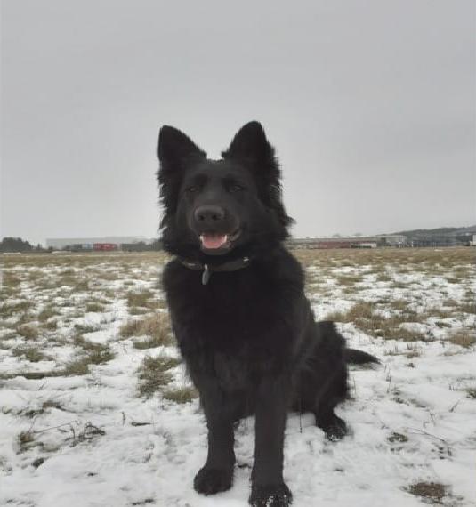 Wurfplanung: Wunderschöne Altdeutsche Schäferhund Welpen vom Mecklenburger Silberberg