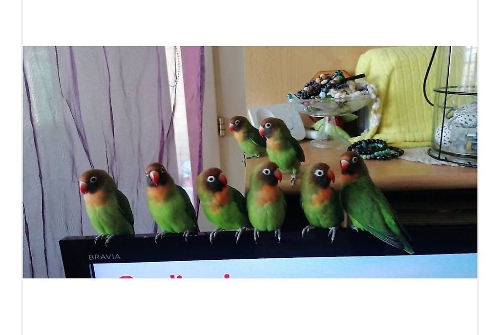 2 junge Agaporniden Geschwister suchen gutes neues Zuhause .