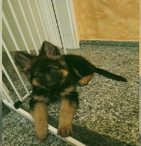 Altdeutscher Schäferhund Rüde Welpe