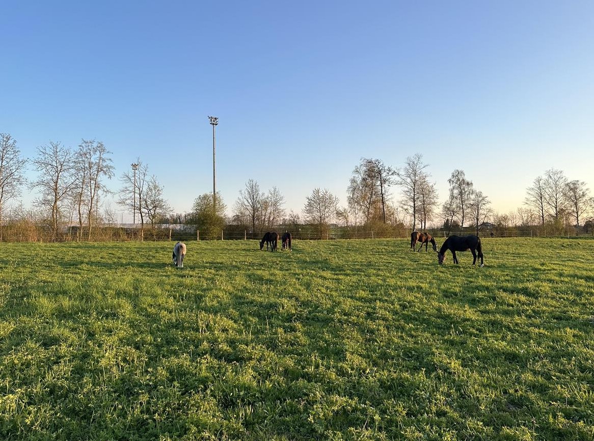 Suchen Pferdepfleger/in in Dielsdorf, ZH-Unterland