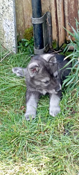 Sibirien Husky x Weiser Schäfer Welpen