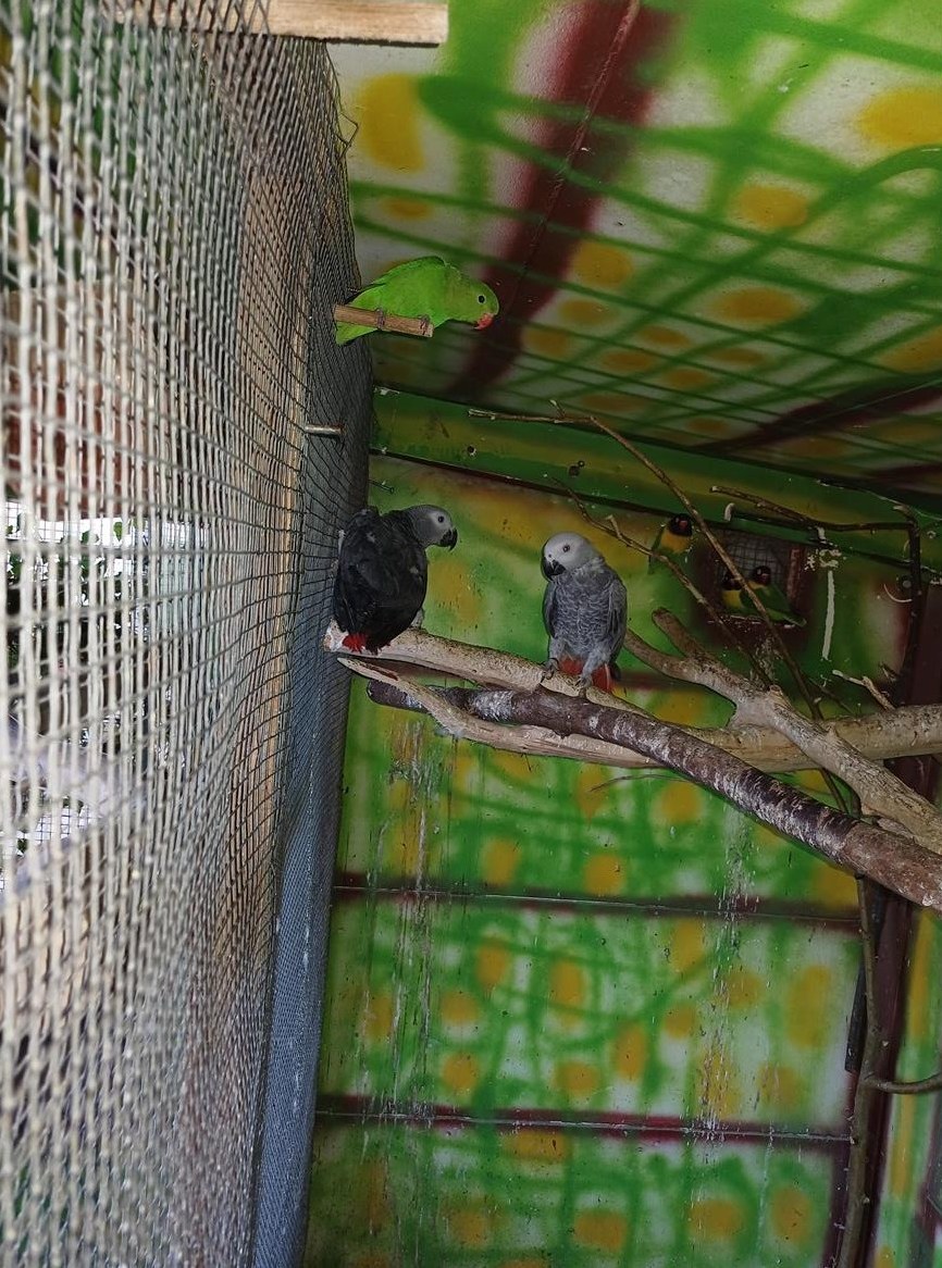 1.1 Graupapageien blutfremd mit DNA