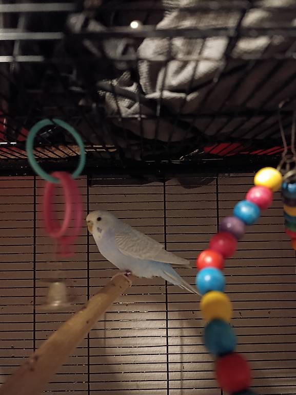 Handzahmer Wellensittich