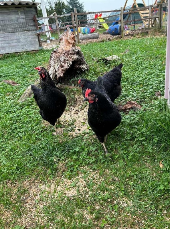 3 Hühner und Güggel suchen liebevollen Platz