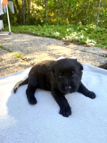 Welpen Malinois - Hollandischer Schäfer