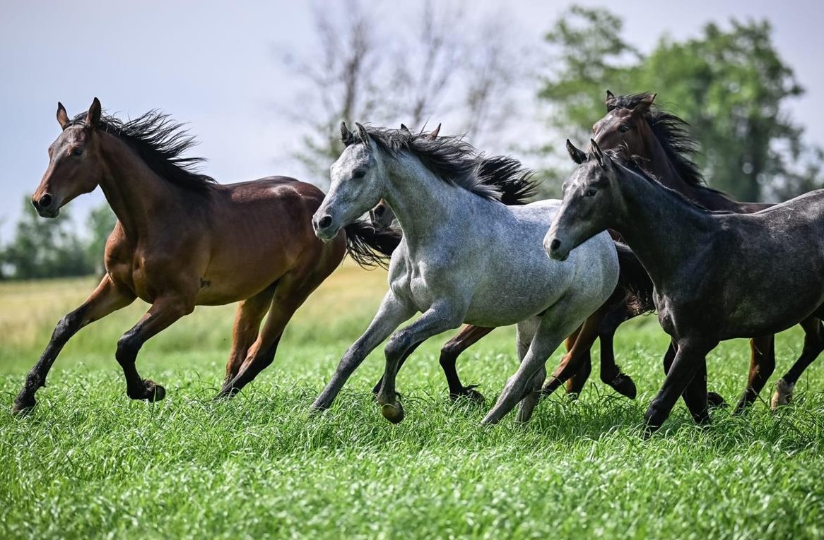 Suchen Stallhilfe / Pferdepfleger/in für Privatstall im Baselland